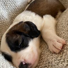 Saint Berdoodle Puppies from Tempe Town Saint Berdoodles