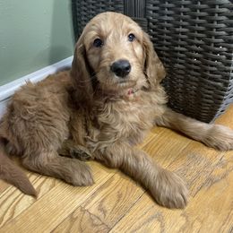 Goldendoodle Puppies from PNW Puppies