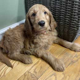 Goldendoodle Puppies from PNW Puppies