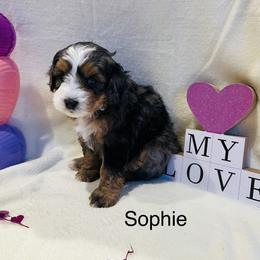 Sophie - Merle female Bernedoodle puppy in Sandy, Oregon from MC Doodles