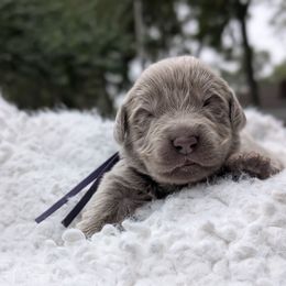 Purple Girl (Go home for Xmas) - Gray female Newfoundland puppy in Independence, Missouri from K & L Ranch
