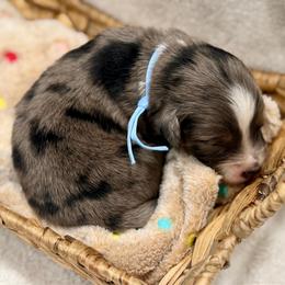 Light blue - Blue merle male Miniature Australian Shepherd puppy in 32046, Florida from River Hill Ranch