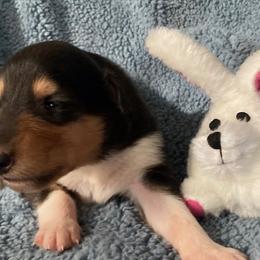 Carla - Black white and tan female Collie puppy in Yulee, Florida from Three Collie Farm
