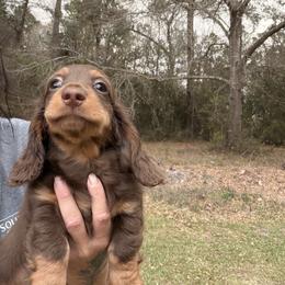 Ollie  Russian - Chocolate and tan male Dachshund puppy in Call, Texas from Dachshund D’Amore