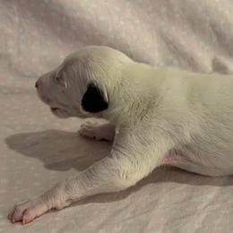 Parti girl - White and black female Greyhound puppy in St. Louis, Missouri from Velocitas Greyhounds