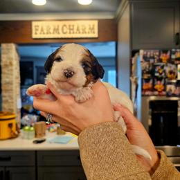Juneau - Brown and white female Bernedoodle puppy in Forest, Ohio from Mini Doodle Buddies