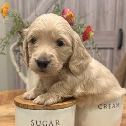 Daisy - Cream female Dachshund puppy in Alpine, California from Christie's Doxies