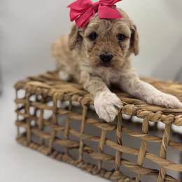 Hot pink - Apricot female Goldendoodle puppy in Nashville Area, Tennessee from My Girls with Curls-Mini Doodles of TN
