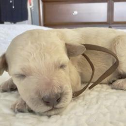 Mr Brown Collar - Cream male Poodle puppy in Screven, Georgia from Dreamland Standard Poodles