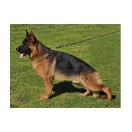 German Shepherds from Vehra German Shepherds