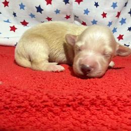 MWM4 cream or red - Cream male Dachshund puppy in Carthage, Texas from Rafter C Ranch Doxies