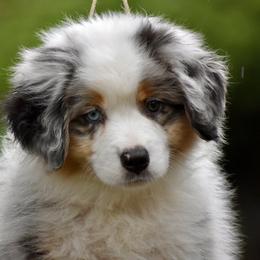 Australian Shepherd and Miniature American Shepherd Puppies from Bright Heart Aussies & Miniature American Shepherds