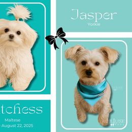 Morkie puppies from Lil Luxe Pups