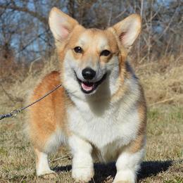 Dots - Pembroke Welsh Corgi