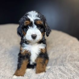 Agnes - Tri-color female Bernedoodle puppy in Alpharetta, Georgia from Doodles of Buckhead