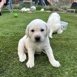 Blue Collar - Yellow male Labrador Retriever puppy in Nampa, Idaho from Gem State English Labrador Retrievers