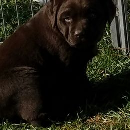 Labrador Retrievers from Remington Labradors