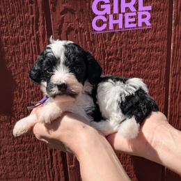 Cher - Black and white female Bernedoodle puppy in Cambridge, Minnesota from Country Meadow Doodles