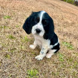 Ralphie (Gunnar) - Black white and tan male English Springer Spaniel puppy in Wilmer, Alabama from Southbend Springers