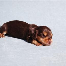 AKC Queenie - Chocolate and tan female Dachshund puppy in Billings, Missouri from Bundles of Joy