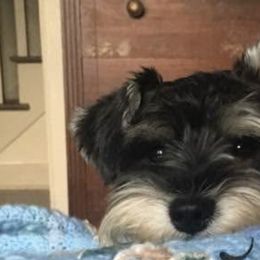 Miniature Schnauzers from Dishman's Miniature Schnauzers