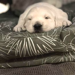 Golden Retriever Puppies from Bramble Berry Goldens