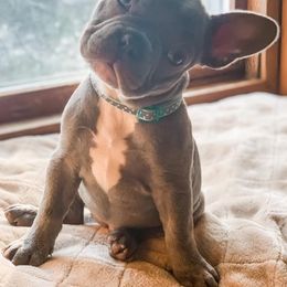 French Bulldogs from Walnut Ridge Kennels