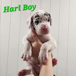 Blue Harlequin Boy - Blue and white male Great Dane puppy in Longview, Texas from Lazy A Danes