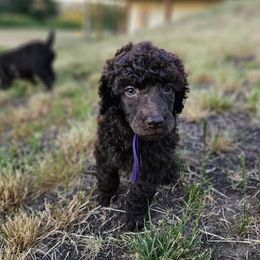 Girl 1 - Poodle puppy from Coplar Creek Standard Poodles