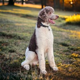 Dasher - Poodle