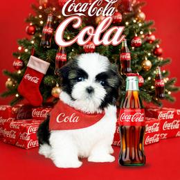 Shichon and Shih Tzu Puppies from Angie’s Teddy Bear Puppies Minnesota