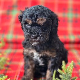 Gander - Brown white and tan male Cockapoo puppy in Saint Louis, Missouri from Jax Doodles
