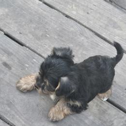 Yorkshire Terrier Puppies from Teena Cartwright