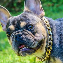 French Bulldogs from Midwest Bulldogs