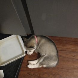 Siberian Husky Puppies from Morgan's Siberian Huskies