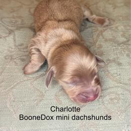 Charollet - Fawn (Isabella) female Dachshund puppy in Lexington, Oklahoma from BooneDox Miniature Dachshunds