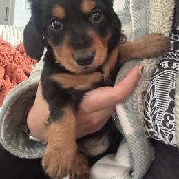 Dachshund Puppies from Ozge's Dachshunds