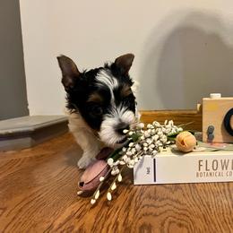 Grey - Black tan and white male Biewer Terrier puppy in Dakota Dunes, South Dakota from Dunes Pups