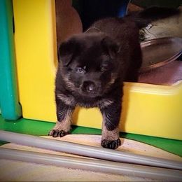 German Shepherd Puppies from Littlewood Shepherds