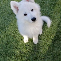 Berger Blanc Suisse Puppies from Absolute Dream White Swiss Shepherds
