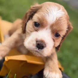 Yogi mint male - Red male Cocker Spaniel puppy in Howe, Indiana from A&J Kennel