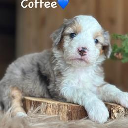 Coffee - Blue merle male Aussiedoodle puppy in Lancaster, Minnesota from Finney Ranch
