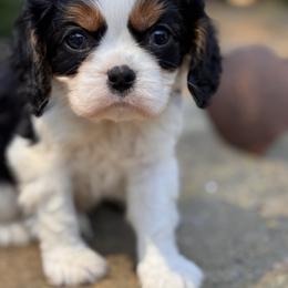 Bashful - Tri-color male Cavalier King Charles Spaniel puppy in California from Tinkerpups