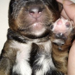 Yorkshire Terrier Puppies from Danielle Cole