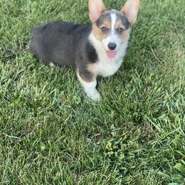 American Corgi and Pembroke Welsh Corgi Puppies from Kati Burns