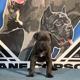 Red Collar Gray Male - Cane Corso puppy from Da Boyz Cane Corso