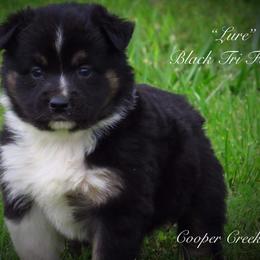 Miniature Australian Shepherd and Toy Australian Shepherd Puppies from Cooper Creek Aussies