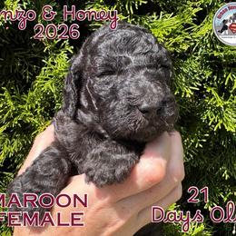 Girl 6 - Silver female Poodle puppy in Tullahoma, Tennessee from Urban Hero Poodles