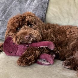 Grover - Australian Labradoodle