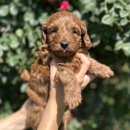 Girl 1 - Red  female Goldendoodle puppy in North Carolina from Lynes of Doodles